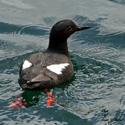 Adult breeding plumage.