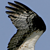 wing