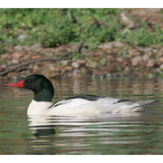 Male. Note: white body and dark head. Male. Note: white body and dark head.