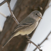 Note: pale gray overall, short primary projection, longer bill, and pale lower mandible with dark tip. Note: pale gray overall, short primary projection, longer bill, and pale lower mandible with dark tip.