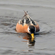 Female breeding plumage Female breeding plumage