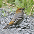 Female. Note: short curved bill.