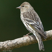 Female. Note: white wing bars.