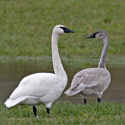 Bird of the week image